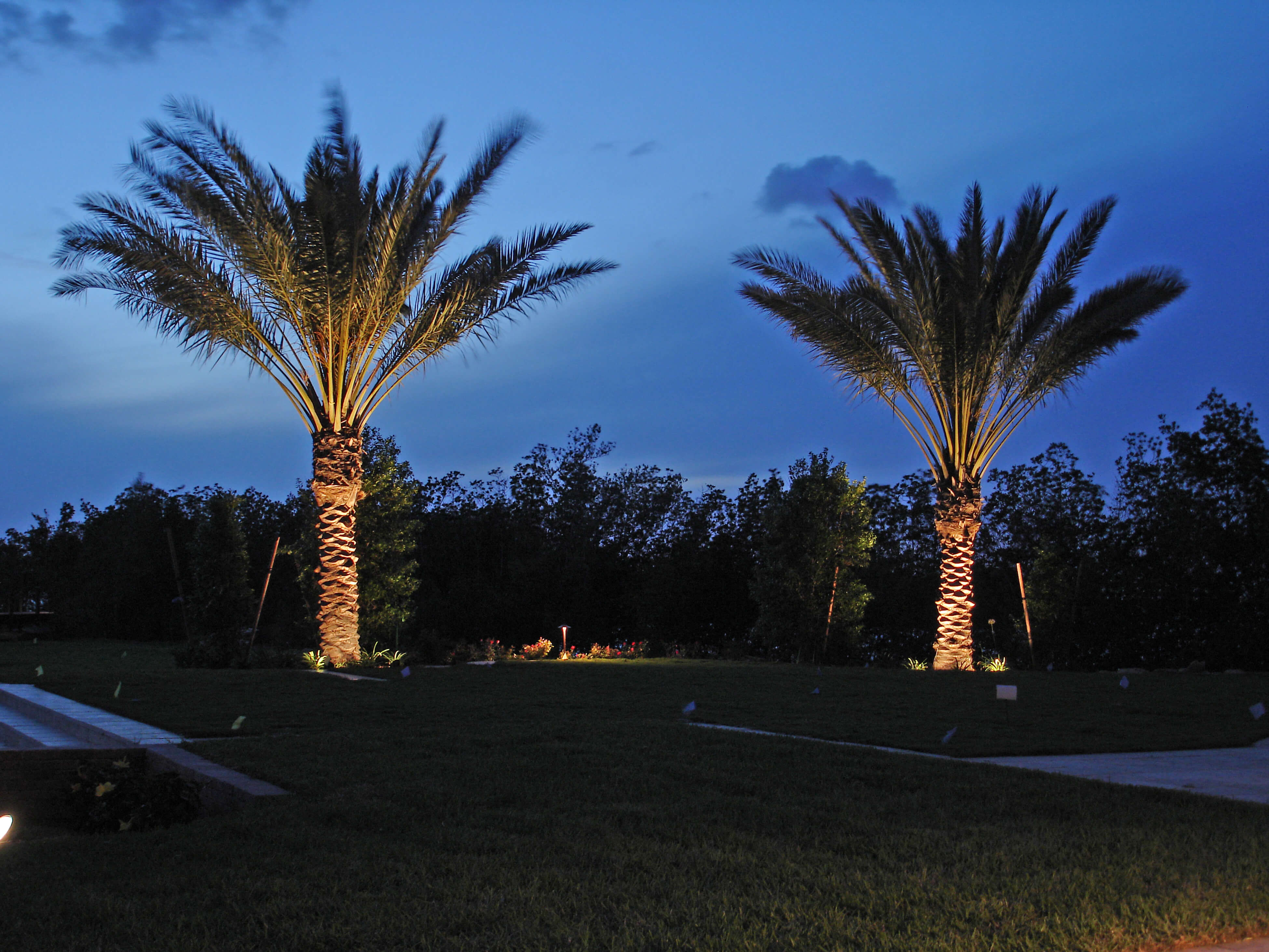 backyard-palm-tree-lighting
